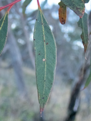 Eucalyptus decipiens