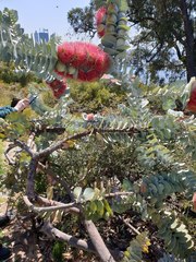 Eucalyptus macrocarpa