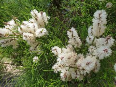 Melaleuca huegelii