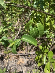 Cryptostegia madagascariensis