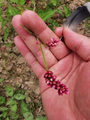 Persicaria orientalis