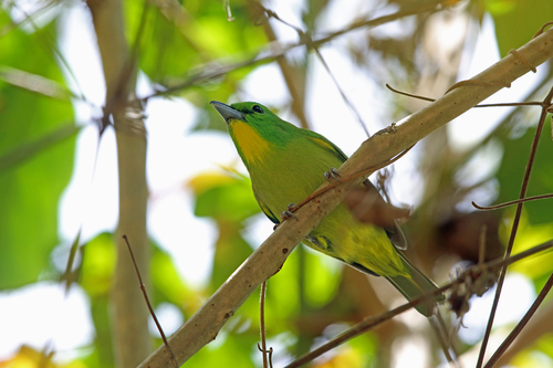 Vireolanius pulchellus