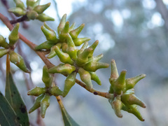 Eucalyptus decipiens