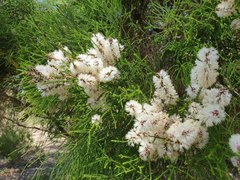Melaleuca huegelii