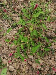 Persicaria orientalis