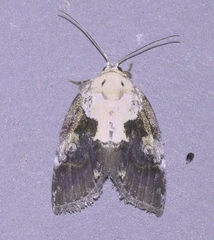 Negritothripa hampsoni