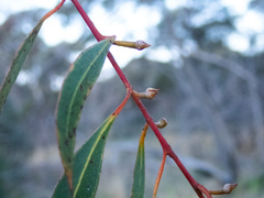 Eucalyptus decipiens