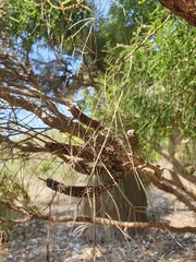 Melaleuca huegelii