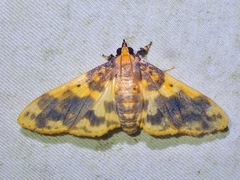 Pachynoa thoosalis