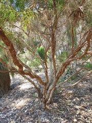 Melaleuca huegelii