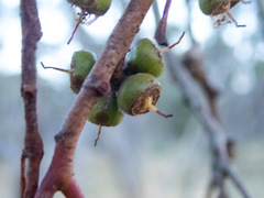 Eucalyptus decipiens