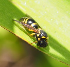Ancistrocerus catskill