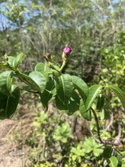 Cryptostegia madagascariensis