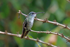 Azure-Crowned Hummingbird photo 3