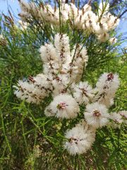 Melaleuca huegelii