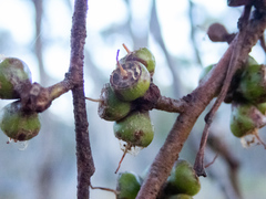 Eucalyptus decipiens