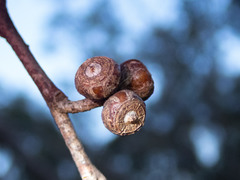 Eucalyptus decipiens