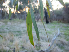 Eucalyptus decipiens