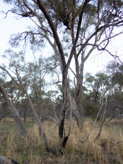 Eucalyptus decipiens