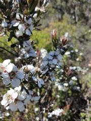 Leptospermum turbinatum