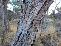 Eucalyptus decipiens