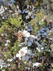 Leptospermum turbinatum