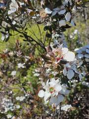 Leptospermum turbinatum