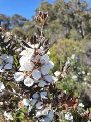 Leptospermum turbinatum