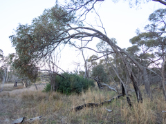 Eucalyptus decipiens