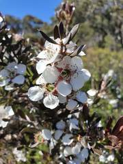 Leptospermum turbinatum