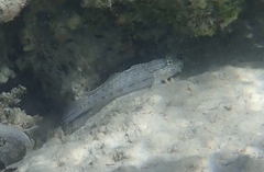 Gnatholepis anjerensis
