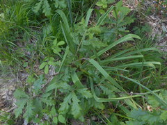 Asphodelus macrocarpus