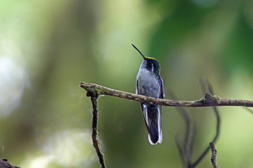 Lampornis viridipallens