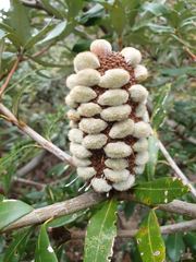 Banksia saxicola