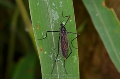 Hexatoma cantonensis