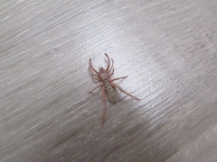 Gluvia dorsalis