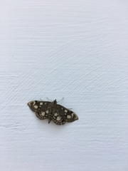 Anania coronata
