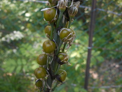 Asphodelus macrocarpus