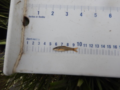 Notropis topeka
