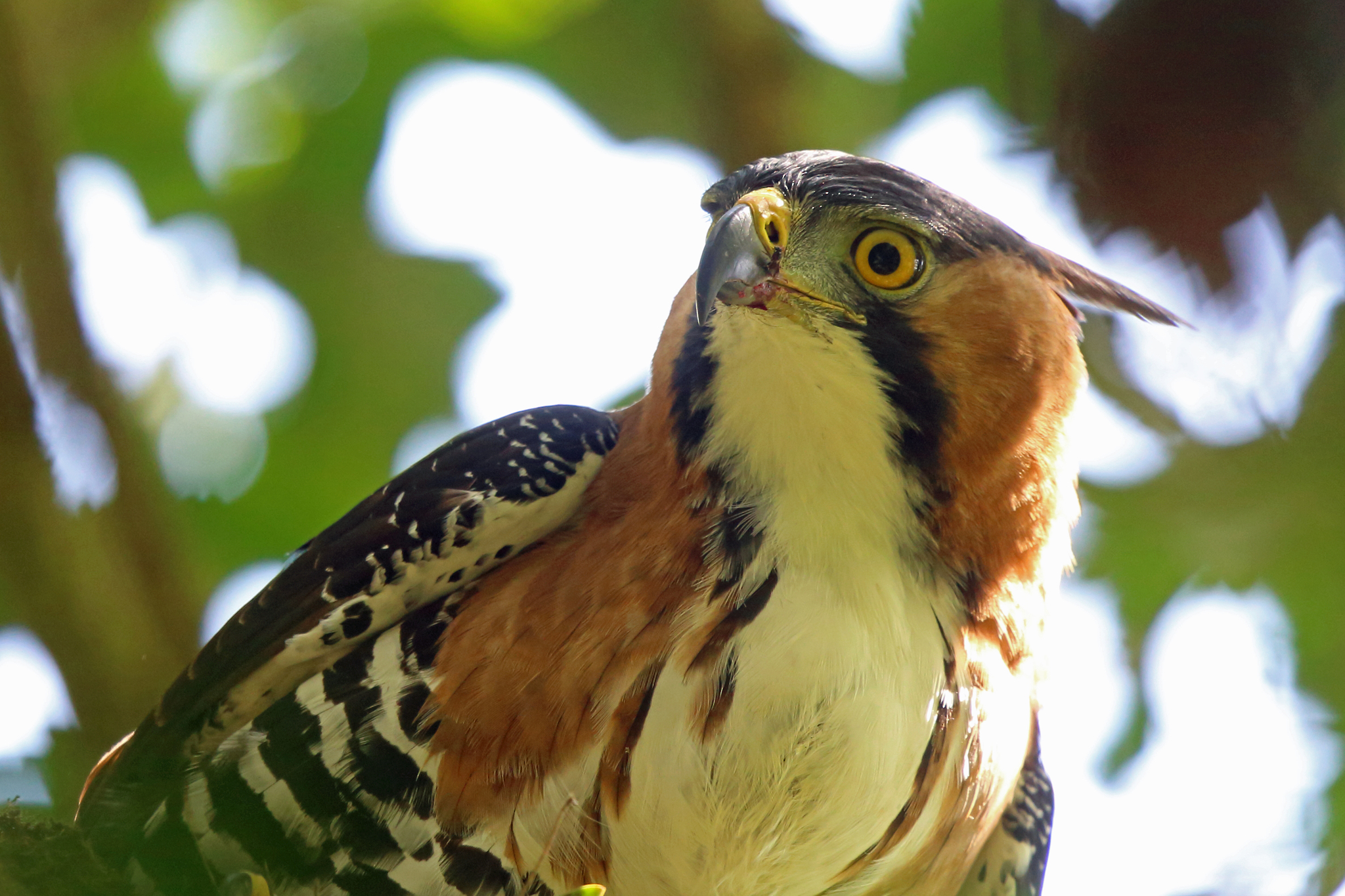 Ornate Hawk-Eagle illustration