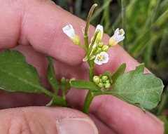 Cardamine breweri