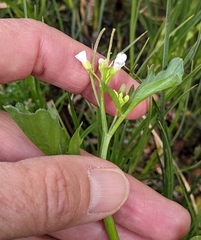 Cardamine breweri