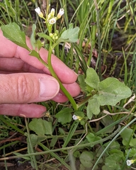 Cardamine breweri