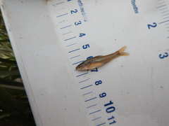 Notropis topeka