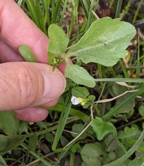 Cardamine breweri