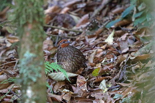 Dactylortyx thoracicus