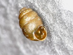 Vertigo pygmaea
