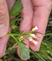 Cardamine breweri