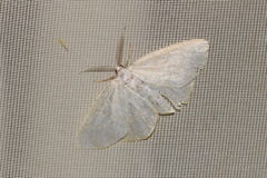 Cabera exanthemata