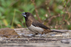 Lonchura striata acuticauda